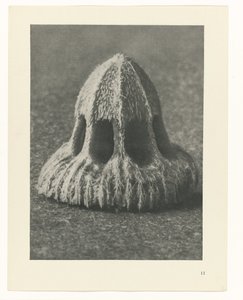 Pflanzenstudien Urformen der Kunst: fotografische Pflanzenbilder (Serientitel) von Karl Blossfeldt
