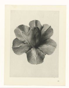 Pflanzenstudien Urformen der Kunst: fotografische Pflanzenbilder (Serientitel)