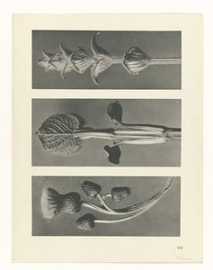 Pflanzenstudie (Urformen der Kunst)
