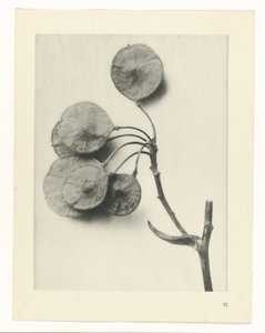 Pflanzenstudie (Urformen der Kunst) von Karl Blossfeldt