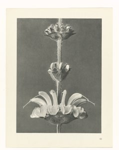Pflanzenstudie (Urformen der Kunst) von Karl Blossfeldt