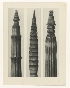 Pflanzenstudie (Urformen der Kunst) von Karl Blossfeldt
