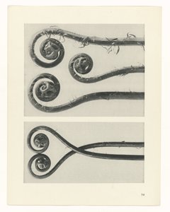 Pflanzenstudie (Urformen der Kunst)