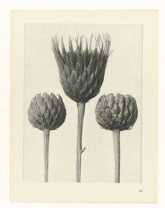 Pflanzenstudie (Urformen der Kunst) von Karl Blossfeldt
