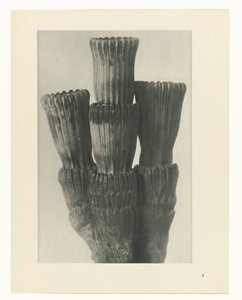 Pflanzenstudie (Urformen der Kunst)
