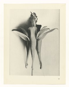 Pflanzenstudie Urformen der Kunst (Serientitel)
