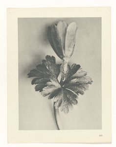 Pflanzenstudie Urformen der Kunst (Serientitel)