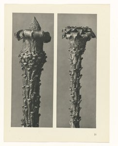 Pflanzenstudie Urformen der Kunst (Serientitel) von Karl Blossfeldt