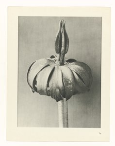 Pflanzenstudie Urformen der Kunst (Serientitel)