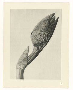 Pflanzenstudie Urformen der Kunst (Serientitel)