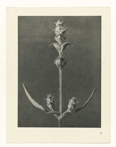 Pflanzenstudie Urformen der Kunst (Serientitel) von Karl Blossfeldt