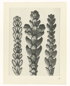 Pflanzenstudie Urformen der Kunst (Serientitel) von Karl Blossfeldt