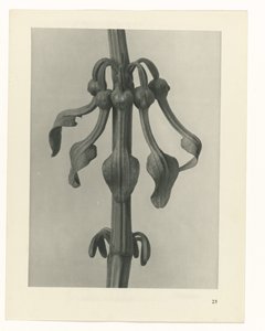 Pflanzenstudie Urformen der Kunst (Serientitel) von Karl Blossfeldt