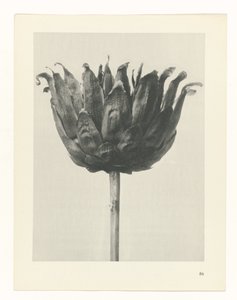 Pflanzenstudie Urformen der Kunst (Serientitel)