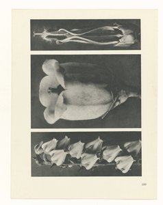 Pflanzenstudie Urformen der Kunst (Serientitel)