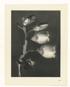 Pflanzenstudie Urformen der Kunst (Serientitel)