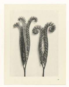 Pflanzenstudie Urformen der Kunst (Serientitel)