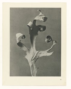 Pflanzenstudie Urformen der Kunst (Serientitel)