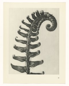 Pflanzenstudie Urformen der Kunst (Serientitel)