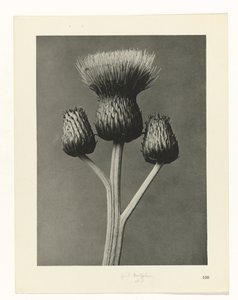 Pflanzenstudie Urformen der Kunst (Serientitel) von Karl Blossfeldt