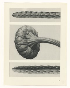 Pflanzenstudie Urformen der Kunst (Serientitel) von Karl Blossfeldt