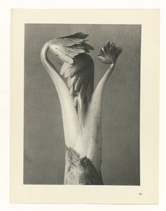 Pflanzenstudie Urformen der Kunst (Serientitel)