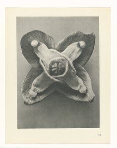 Pflanzenstudie Urformen der Kunst (Serientitel)