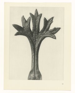 Pflanzenstudie Urformen der Kunst (Serientitel)
