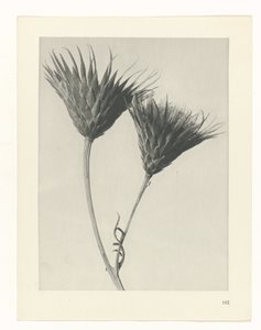 Pflanzenstudie Urformen der Kunst (Serientitel)