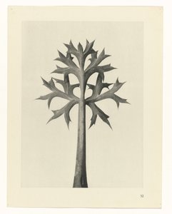 Pflanzenstudie (Urformen der Kunst) von Karl Blossfeldt