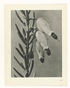 Pflanzenstudie (Urformen der Kunst) von Karl Blossfeldt