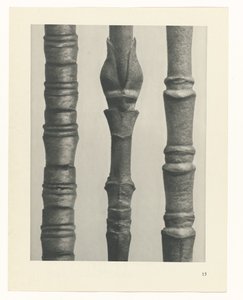 Pflanzenstudie (Urformen der Kunst) von Karl Blossfeldt