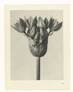 Pflanzenstudie (Urformen der Kunst)