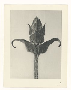Pflanzenstudie (Urformen der Kunst)