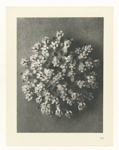 Pflanzenstudie (Urformen der Kunst) von Karl Blossfeldt