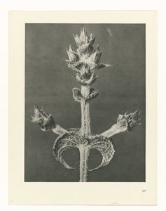 Pflanzenstudie (Urformen der Kunst)