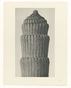 Pflanzenstudie, Equisetum hiemale Urformen der Kunst (Serientitel)
