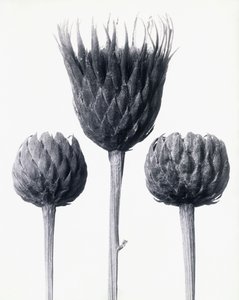 Serratula Nudicaulis (Kahlstängelige Sägewurz), ca. 1928