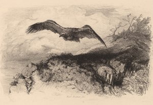 Adler im Flug von Karl Bodmer