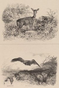 Reh, Adler