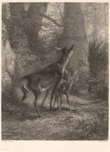 Hirschkuh und Rehkitz