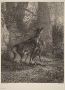  von Karl Bodmer