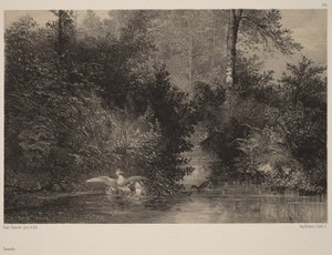 Enten von Karl Bodmer
