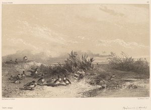 Wildenten
