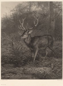 Zehnender Hirsch von Karl Bodmer