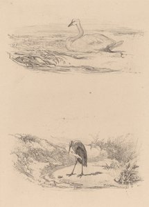 Schwan, Reiher von Karl Bodmer