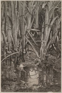 Frösche im Sumpf von Karl Bodmer