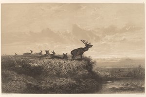Der Morgen. Hirsch und Rehe von Karl Bodmer