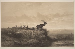 Der Morgen. Hirsch und Hirschkühe von Karl Bodmer