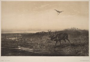 Der Abend. Hirsch und Reiher von Karl Bodmer